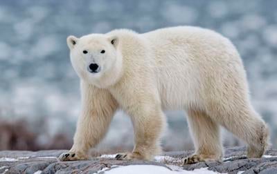 Polar bears are cute; Disney should donate money needed to save them