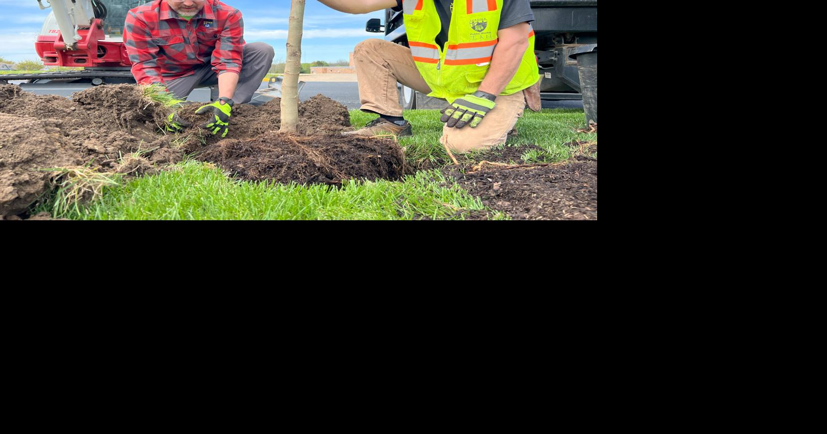 Parks and Forestry shares update on tree planting initiatives | Local ...