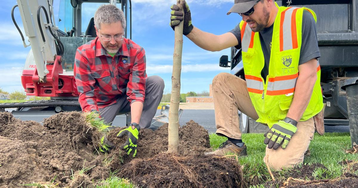 Parks and Forestry shares update on tree planting initiatives | Local ...
