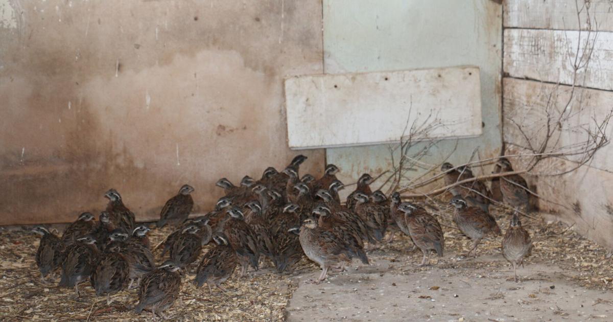 A 'quail-ity' effort: Two dozen northern bobwhite quail introduced to  farmland to help restore native population | Business 