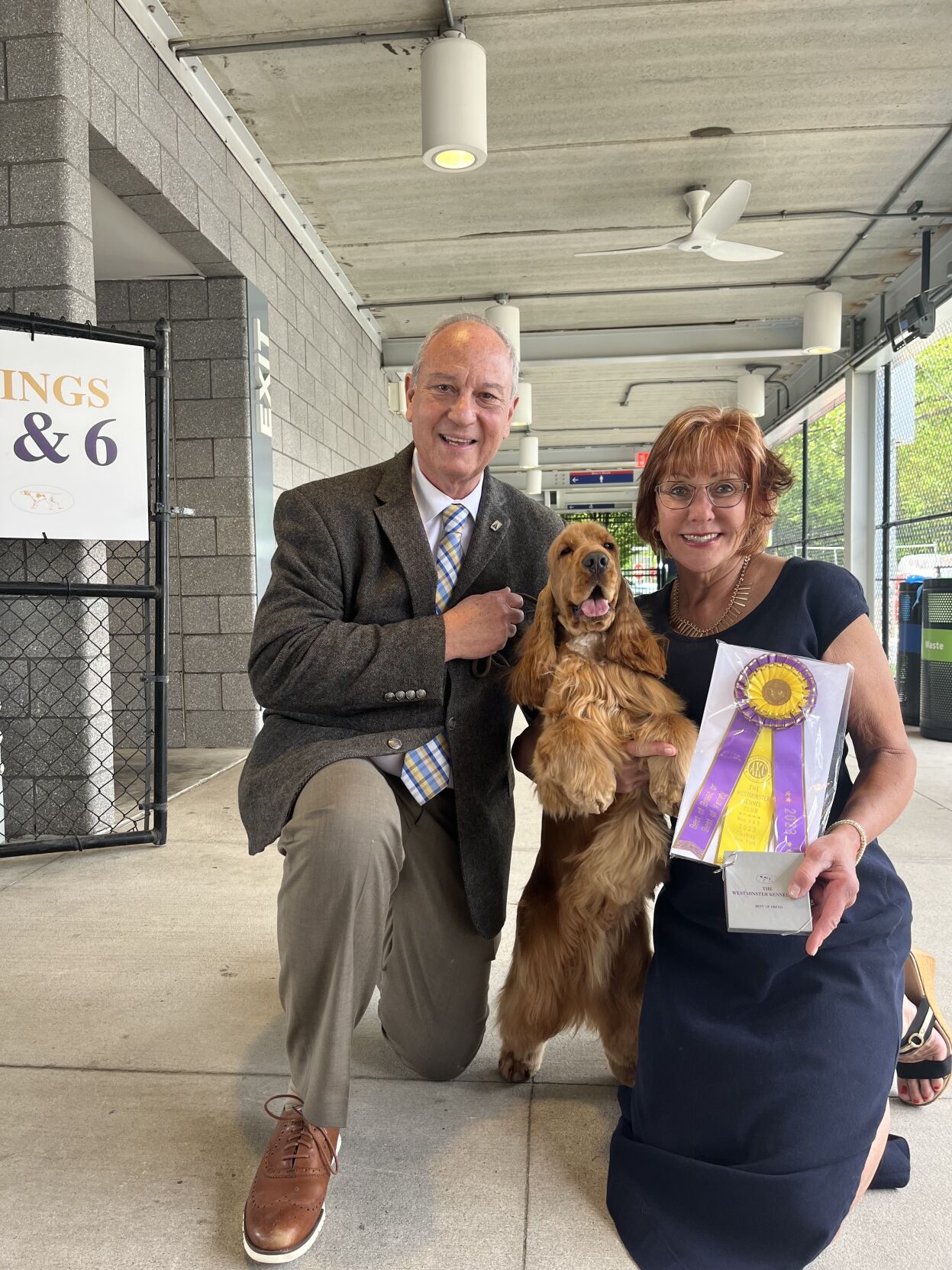 Kennel club clearance cocker spaniel