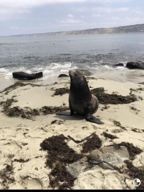 Kids vacation photos: California sunbathing
