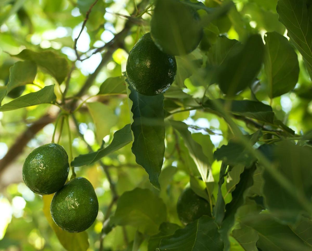 Gardeners Dirt You Can Grow Avocados At Home And Gardeners Dirt You Can Grow Avocados At Home And