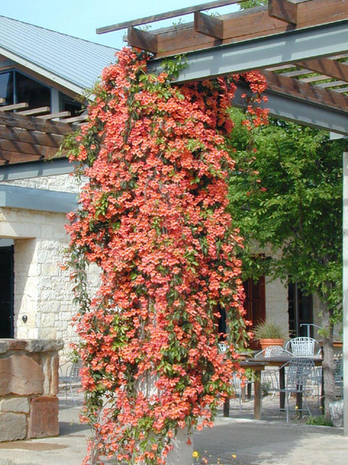 Crossvine is magnificent bloomer Home And Garden