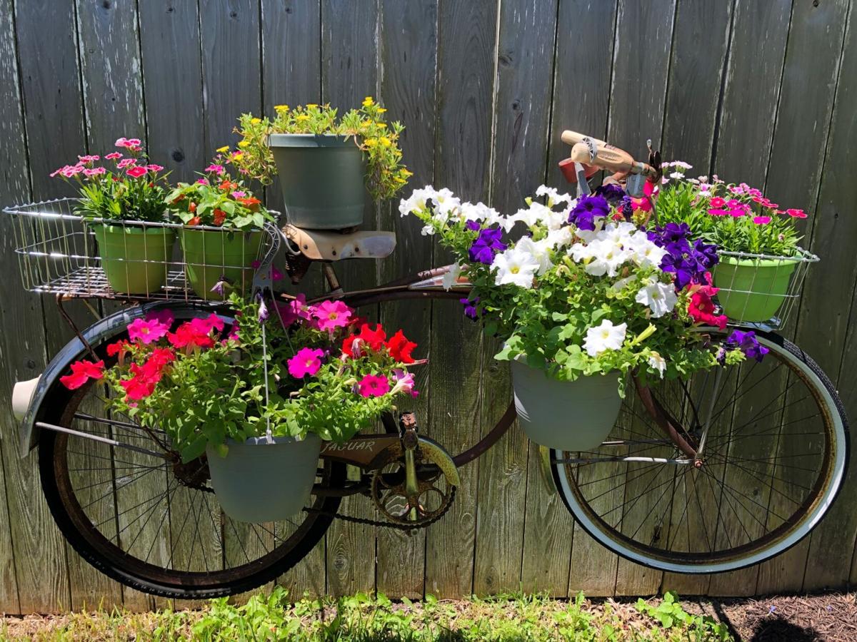 Gardens: Backyard Beauties