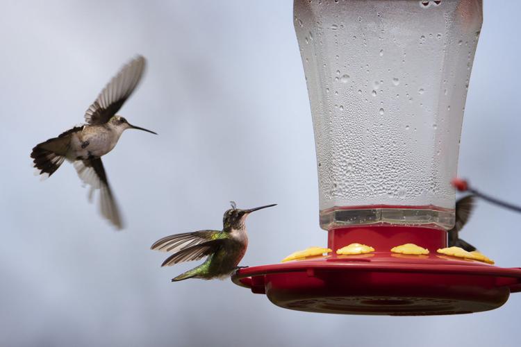 Folks flock to Rockport for hummingbird migration Local News