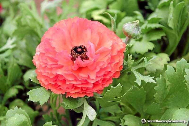 Gardeners Dirt Plant Ranunculus Bulbs Now For Spring Color Home And Garden Victoriaadvocate Com