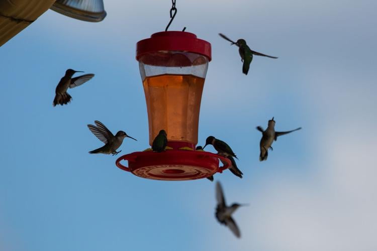 Fall Hummingbird Migration through South Texas