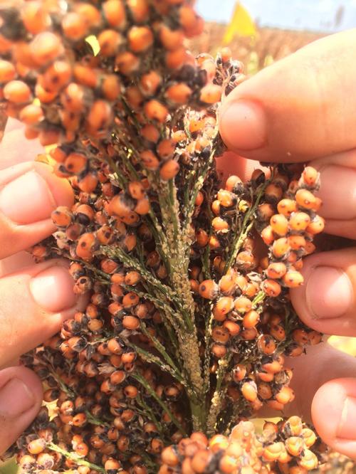 Sugarcane aphids are making the leap from sugar to sorghum