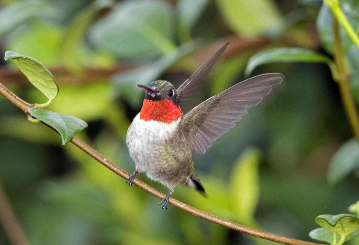 What Makes Hummingbirds Special Local News Victoriaadvocate Com