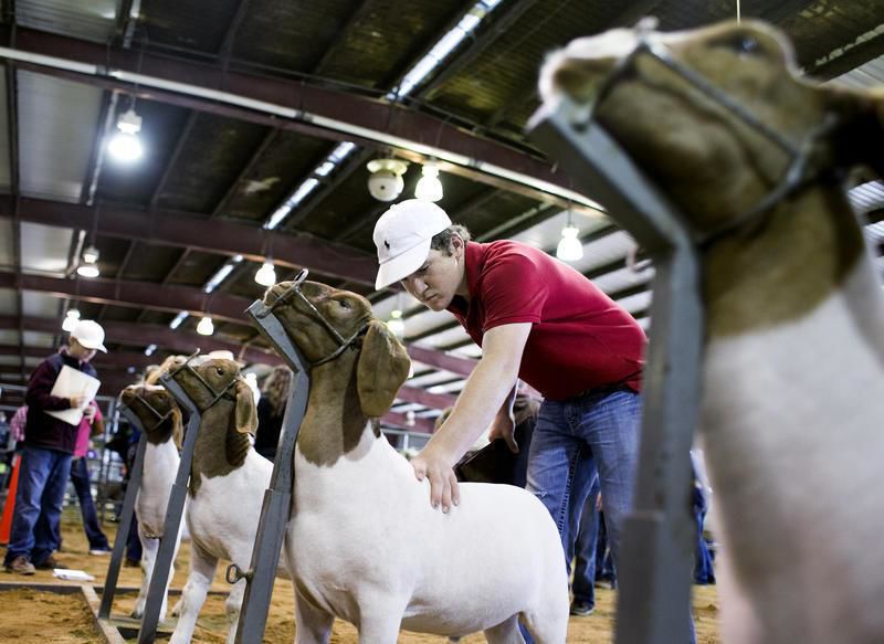 Livestock Judging Teaches Decision Making To Youths Wvideo Gallery 2457