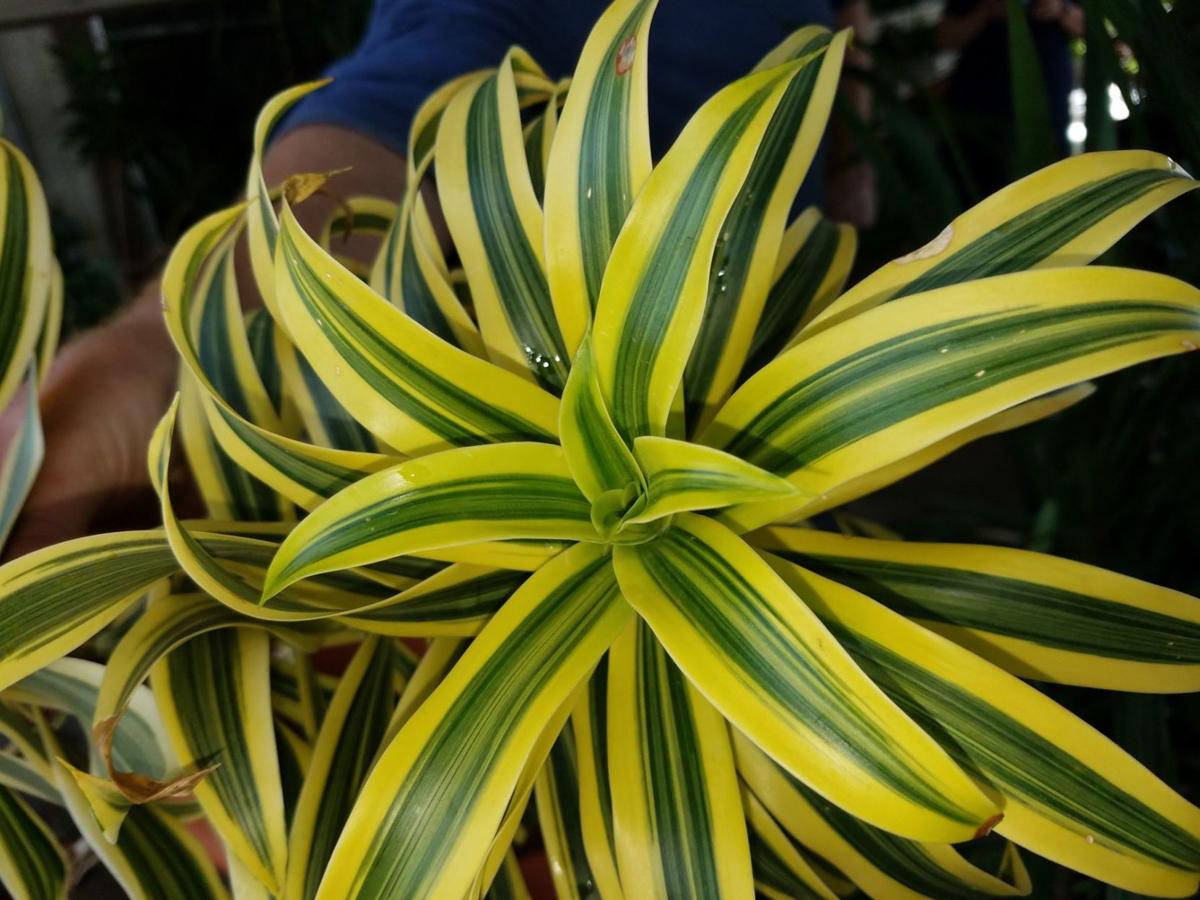Easy To Care For Houseplants Can Add Natural Touch To Your Home
