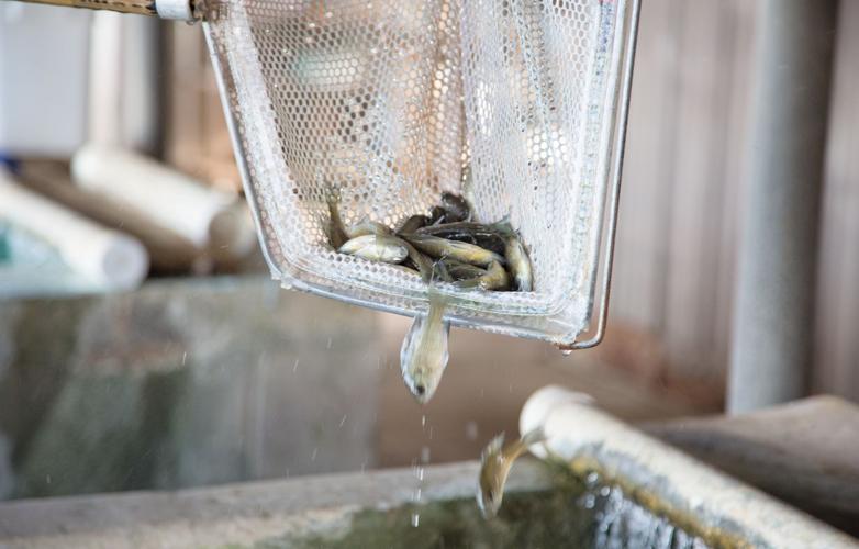 Why You Should Consider Minnows for Your Pond - Henneke Fish Hatchery