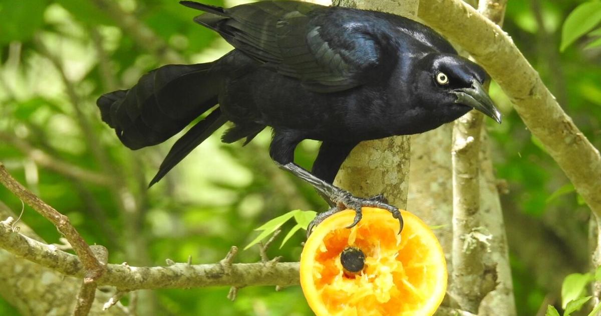 Nature Notes: Grackles are curious birds | Local News Nature Notes: Grackles are curious birds | Local News