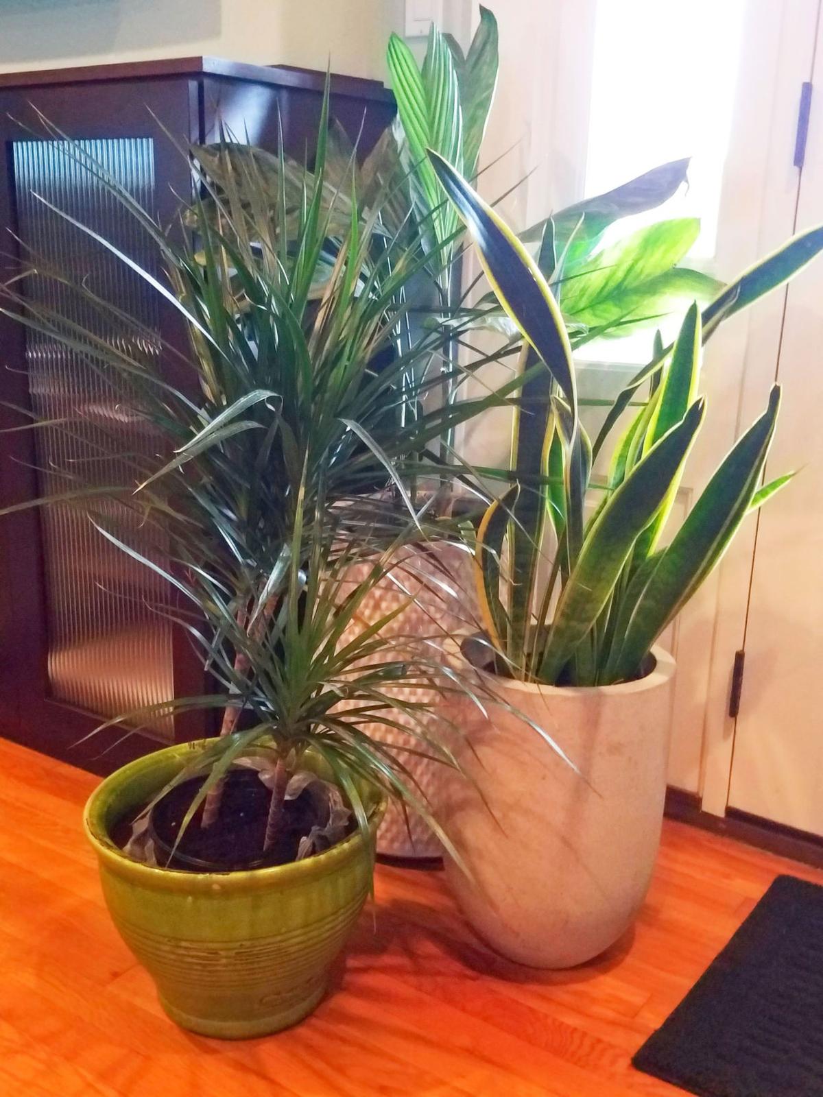 Easy To Care For Houseplants Can Add Natural Touch To Your Home