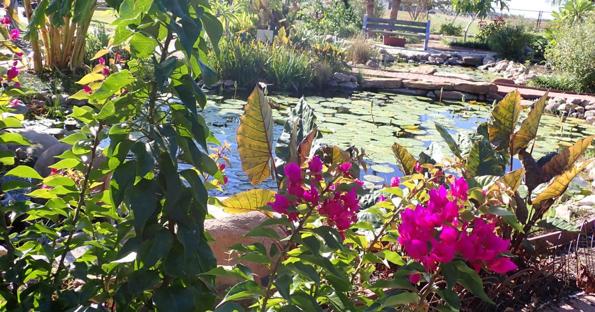 There is no such thing as a ‘brown thumb’ | Home And Garden There is no such thing as a ‘brown thumb’ | Home And Garden