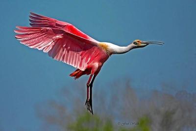 Pink wading bird crossword clue