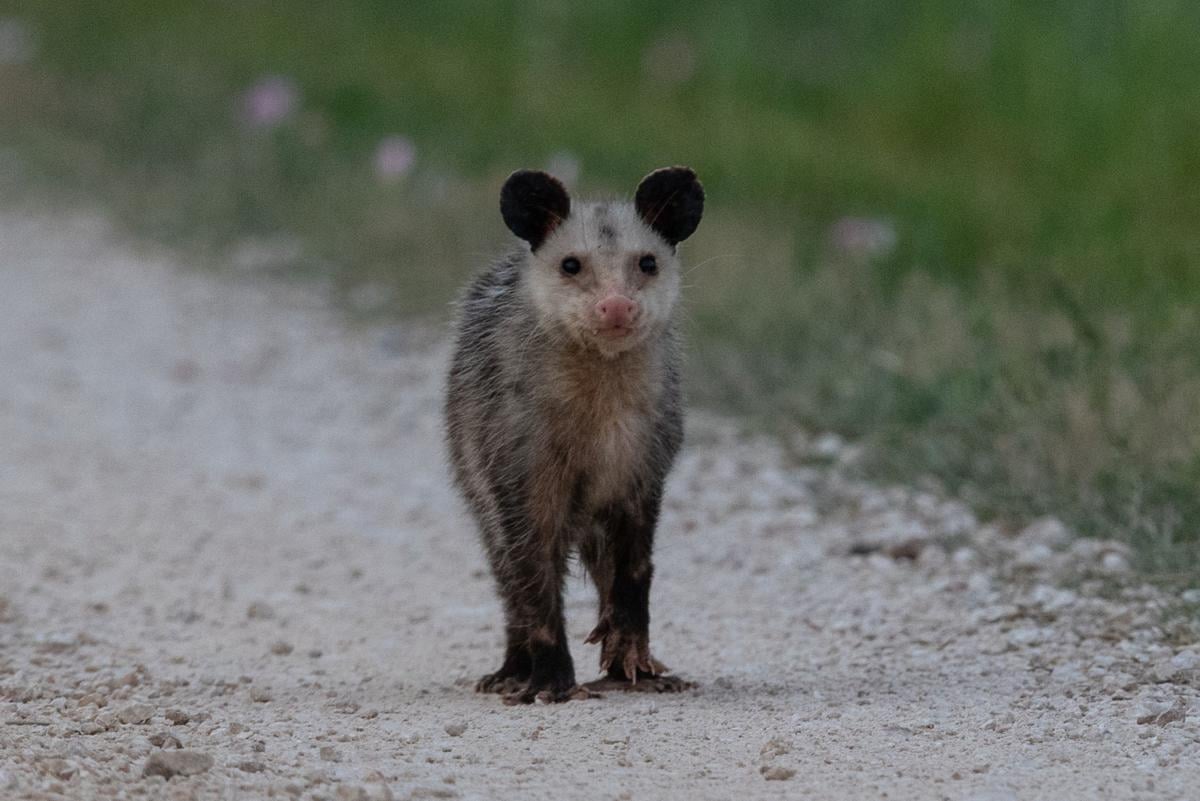 Like A Good Neighbor Opossums Are There Local News Victoriaadvocate Com
