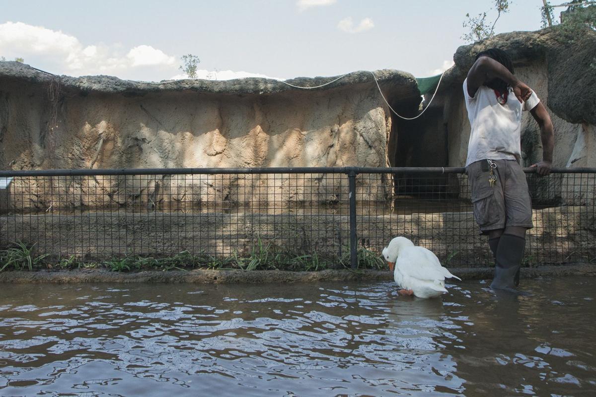 Texas Zoo Evacuates Animals W Video Business Victoriaadvocate Com