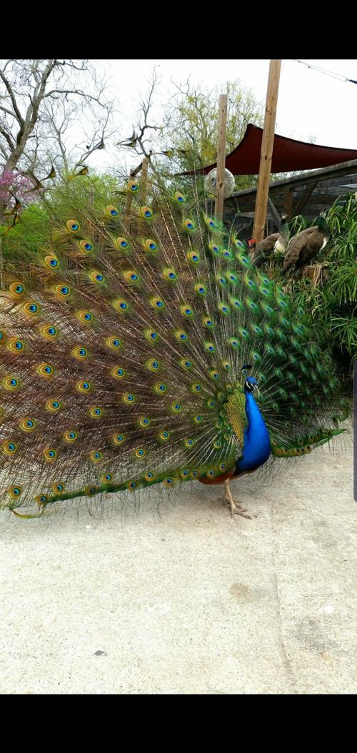 Peacock