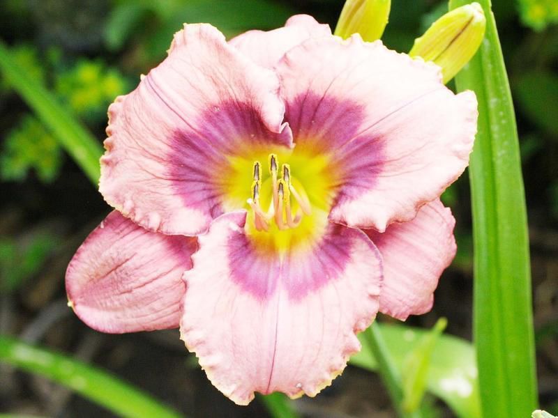 Gardeners Dirt Successful Hybrid Daylilies In Bloom Home And Garden Victoriaadvocate Com