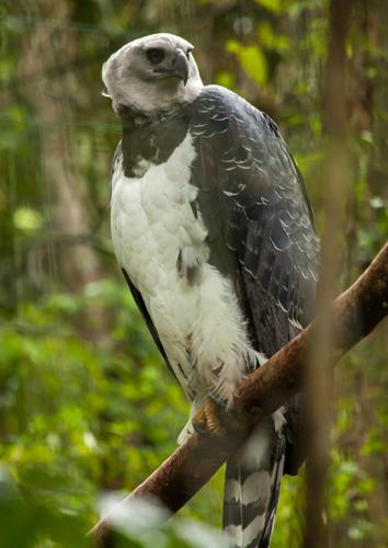The heroic effort in the  to save the harpy eagle from deforestation