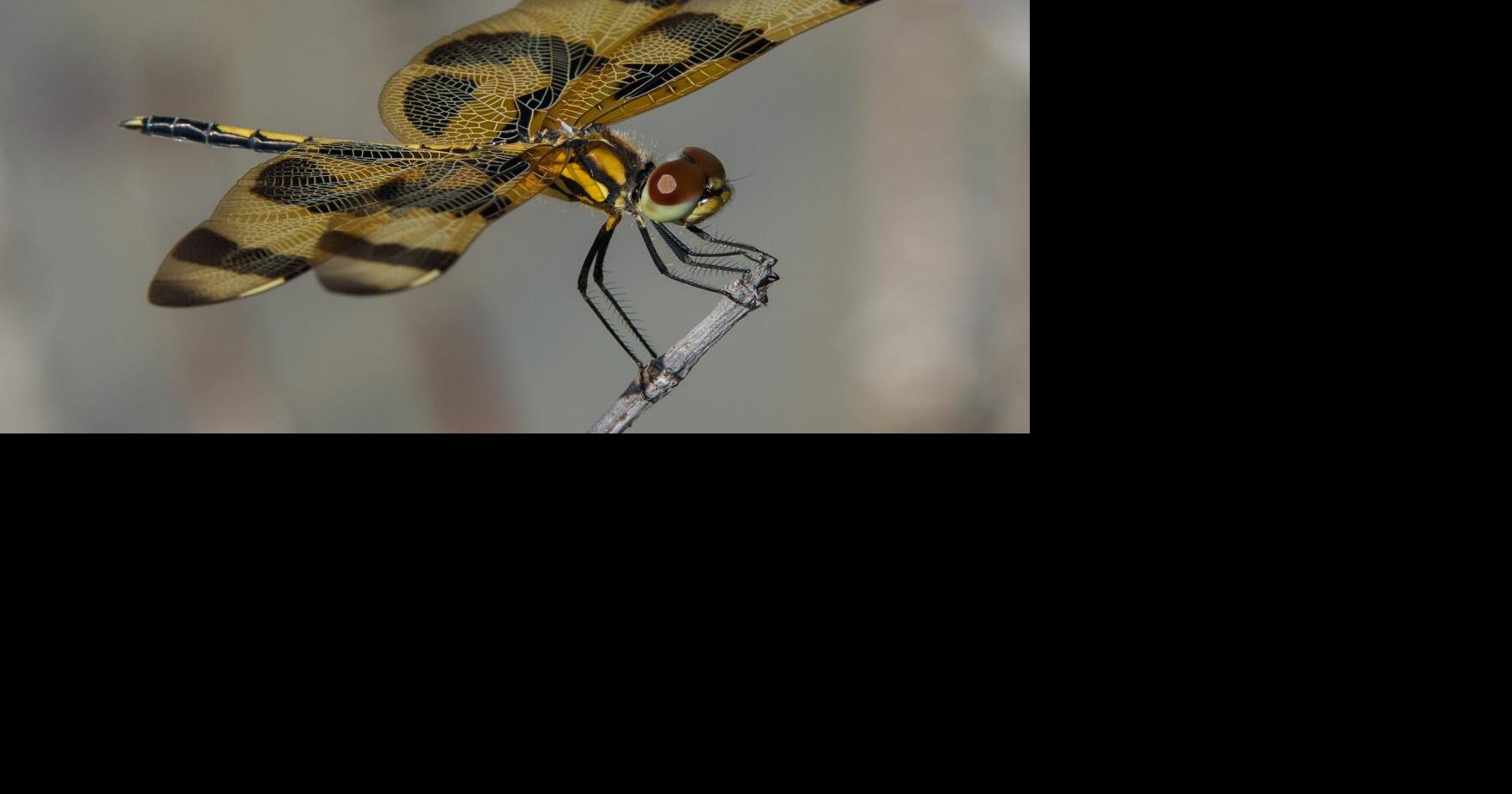 Not a dragon, not a fly - just nature's most effective predator | Local  News 