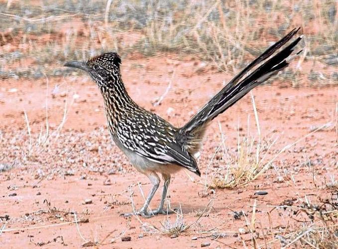 Chaparral cock, cock, flying creature, roadrunner, roadrunner bird