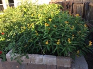 Gardens: Flower/vegetable Garden