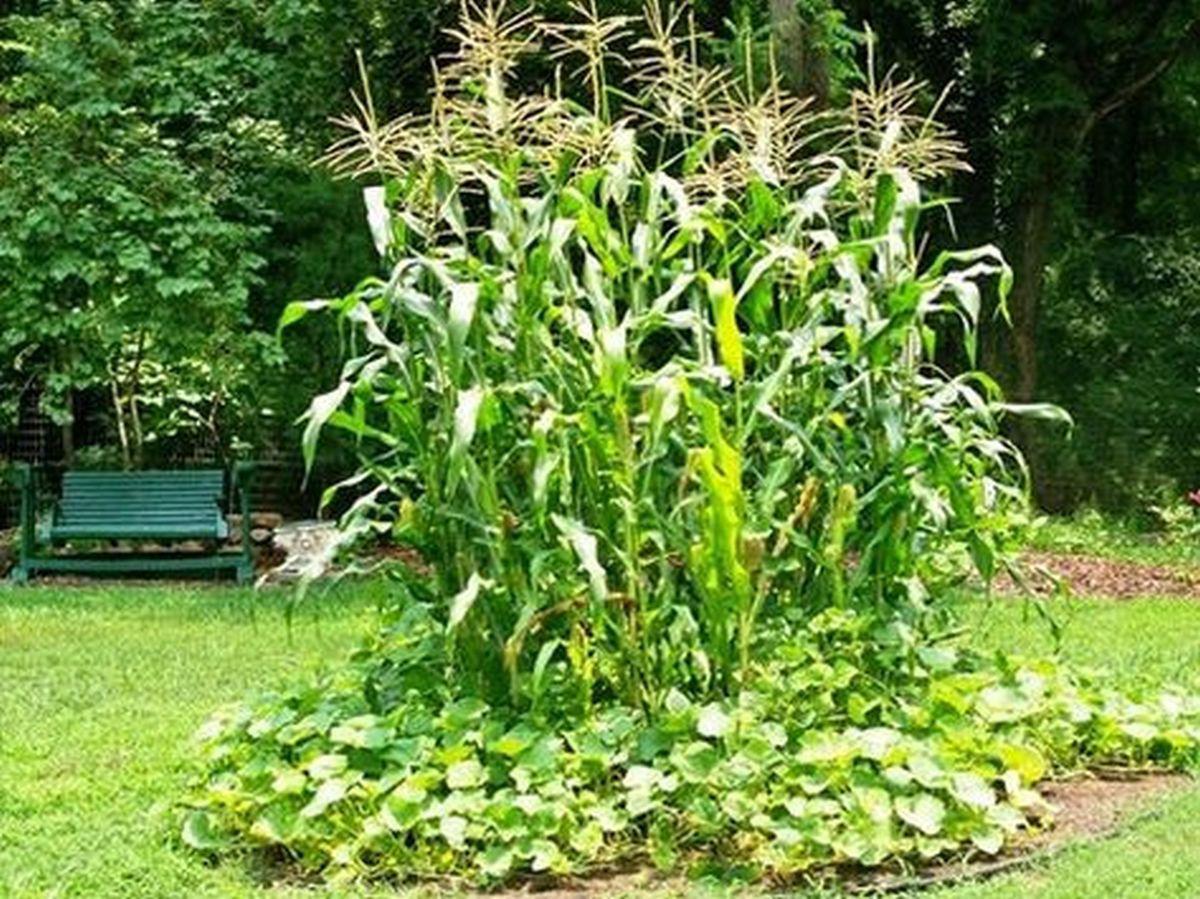 Native American Gardening Home And Garden Victoriaadvocate Com Three Sisters Garden