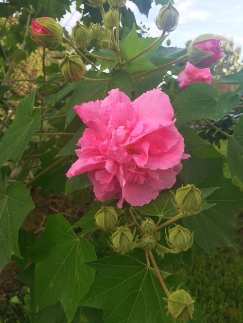 Confederate Rose Victoriaadvocate Com