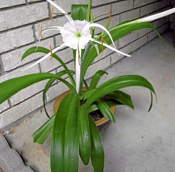 Gardeners Dirt Along Came A Spider Lily That Is Home And Garden Victoriaadvocate Com