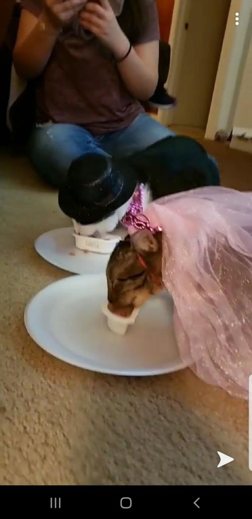 Cat selfies: Happy birthday, Smokii and Static