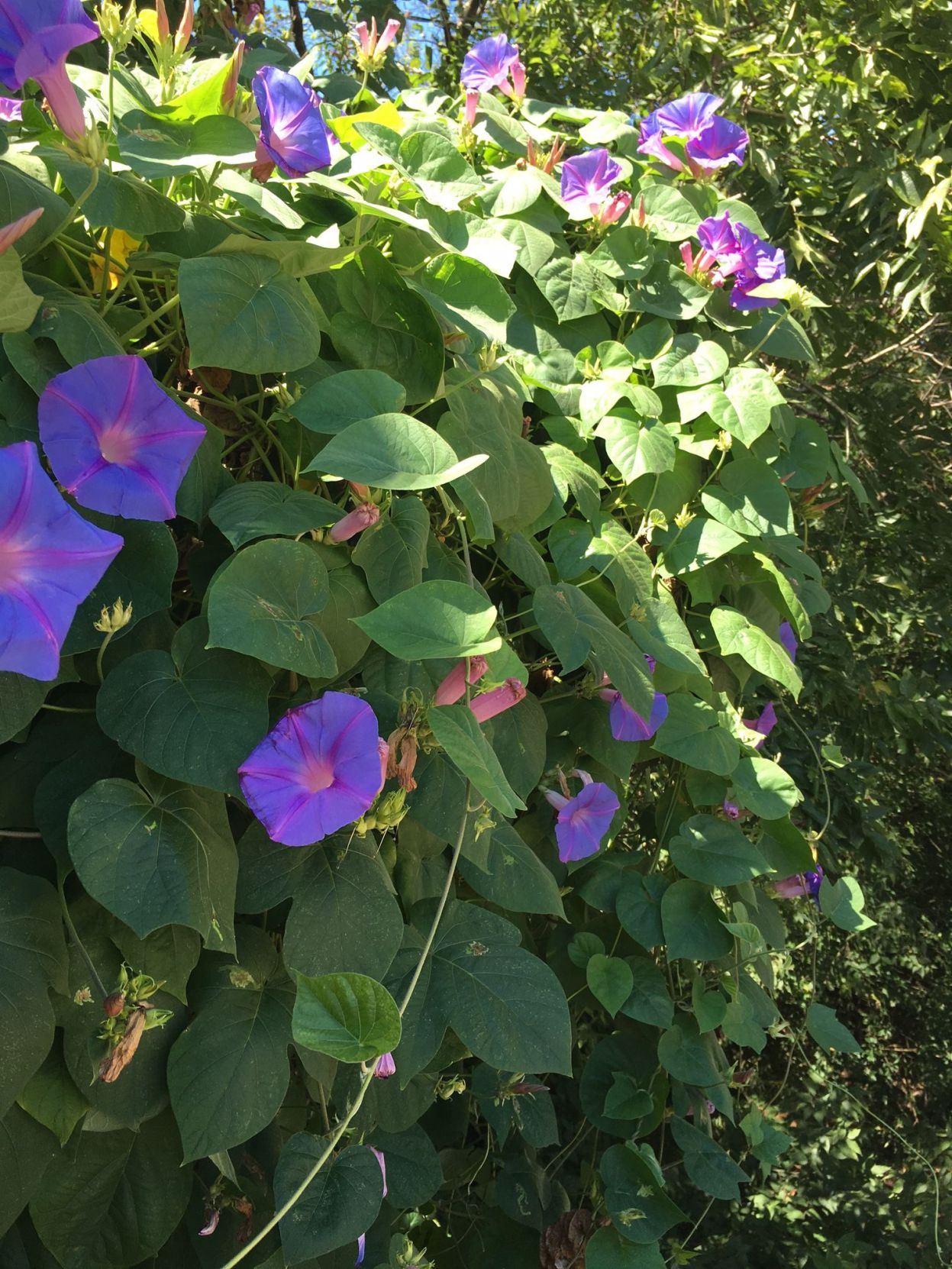 morning glory flower arch morning glory flower arch