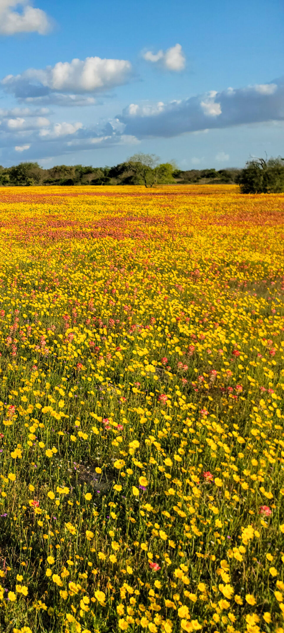 Wildflowers 2021: Sea of wildflowers in Nursery