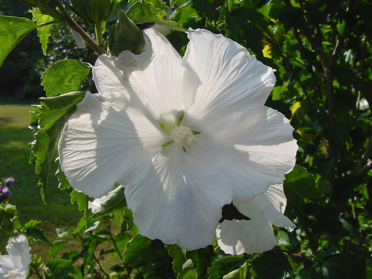 Rose Of Sharon Varieties
