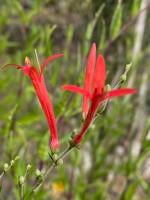 Master Gardeners: 3 red sizzlers for summer pleasure