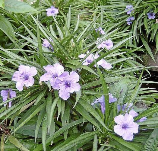 Gardeners' Dirt: Prolific Mexican Petunias | Home And Garden |  victoriaadvocate.com