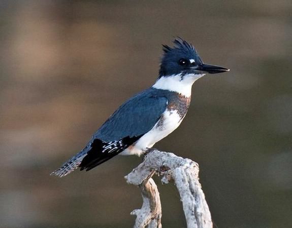 Kingfishers are back, winter isn't far behind, Home And Garden