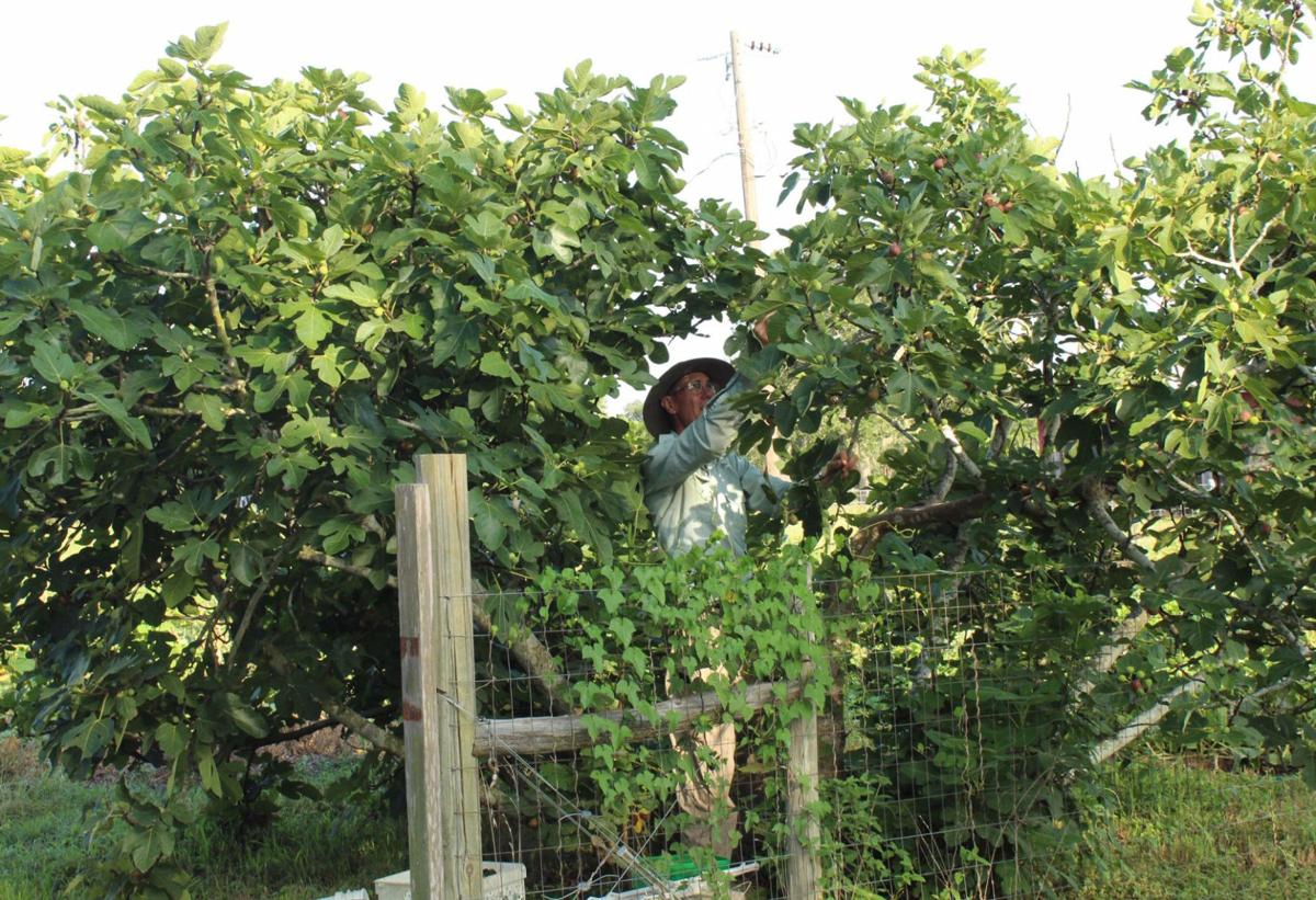 Figs Are Nature S Candy Home And Garden Victoriaadvocate Com