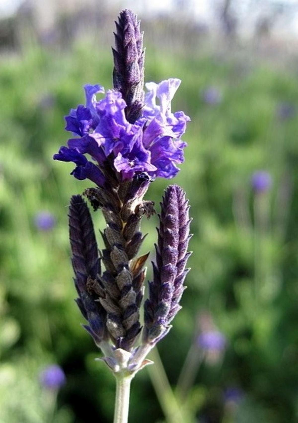 Lavender Plants Are Easy To Grow Have Many Uses