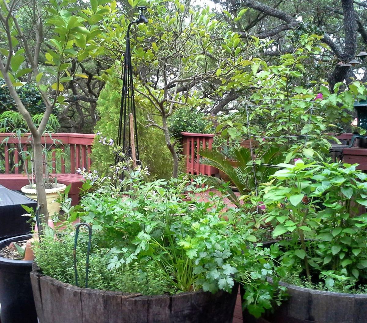 Try Your Hand At Wine Barrel Herb Gardening Home And Garden Try Your Hand At Wine Barrel Herb Gardening Home And Garden Victoriaadvocate Com