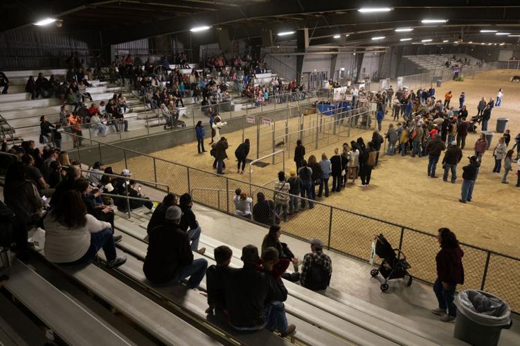 Gallery 13th wiener dog races at the Victoria Livestock Show