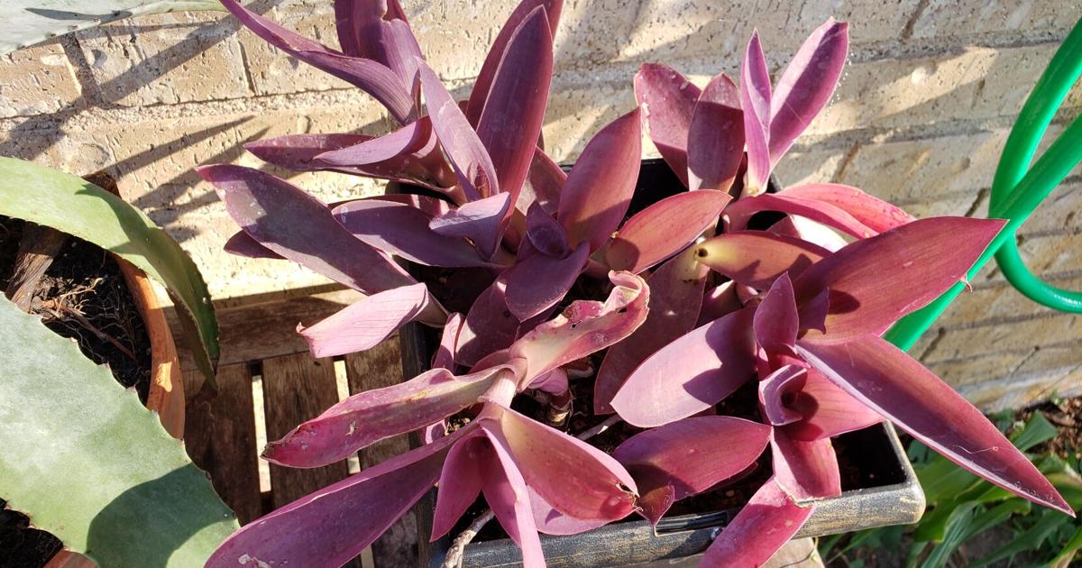 Master Gardeners: A plant with many names | Home And Garden Master Gardeners: A plant with many names | Home And Garden
