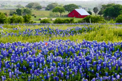 Bluebonnets and Red Barn