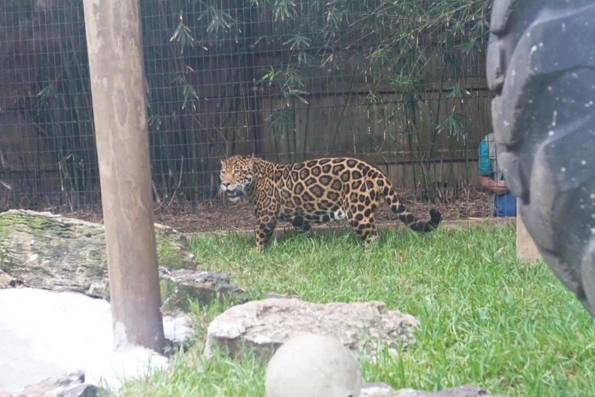 Uhv Gets Real Life Mascot At Texas Zoo Entertainment Victoriaadvocate Com