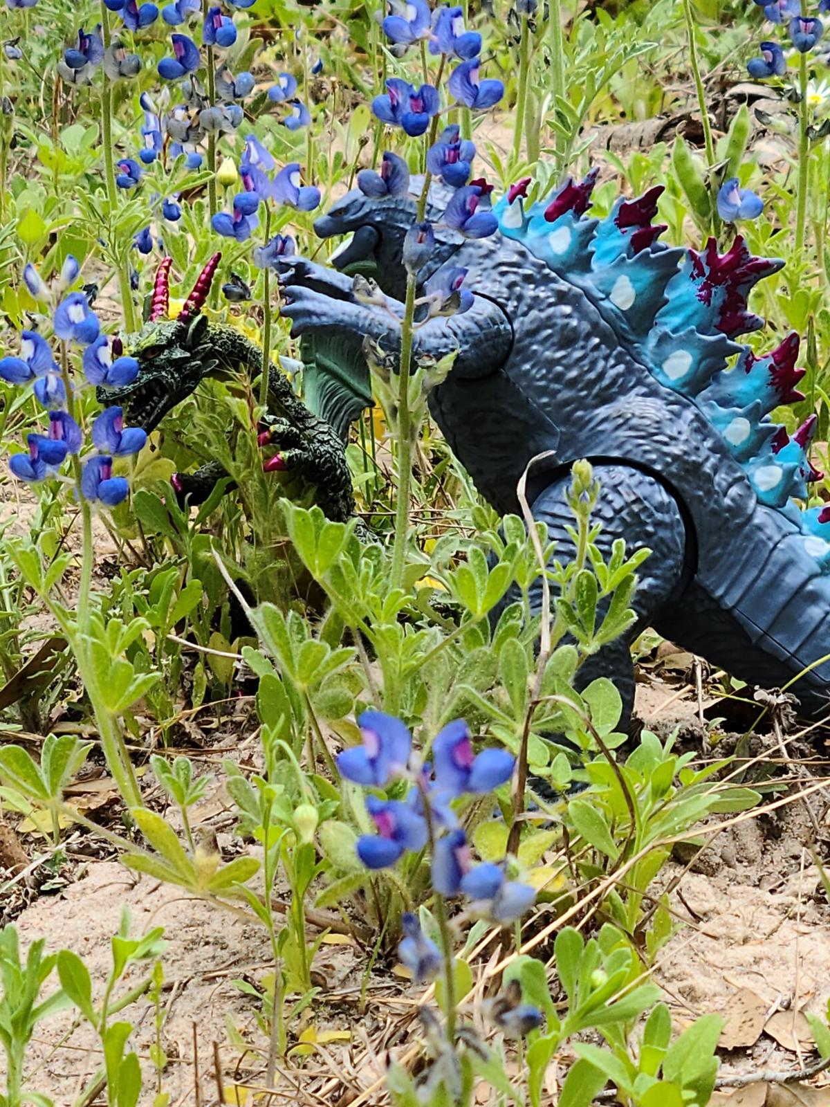 Wildflowers 2021: Godzilla and Tonto Dragon
