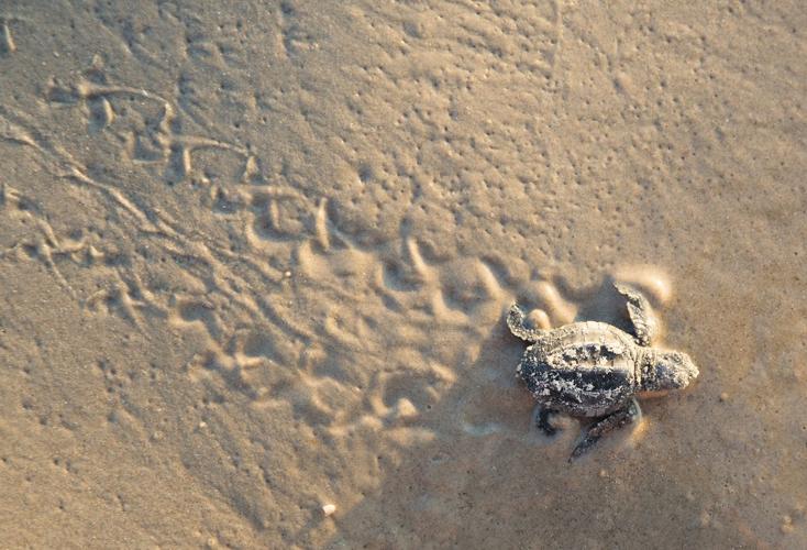Sea turtle lovers try to boost survival rates