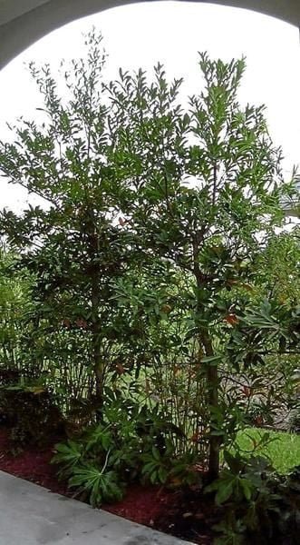 Gardeners Dirt Japanese Blueberry Tree Good Choice For Area Home And Garden Victoriaadvocate Com