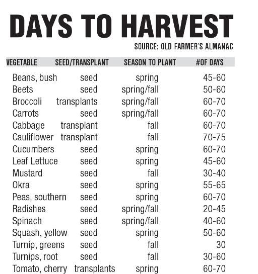 Vegetable Days To Maturity Chart